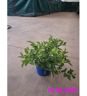 Vaccinium cor. 'North Country' C 2 L
